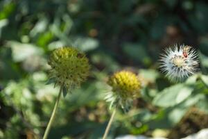 vild blommor bakgrund foto