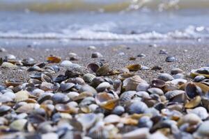 de snäckskal på de sand av de kust. stänga upp. foto