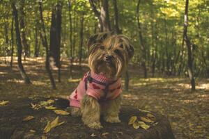 yorkshire terrier i de parkera på höst. söt hund utomhus. foto