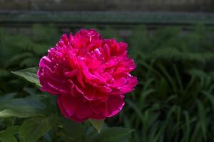 skön blomning djupröd pion. makro skott. foto