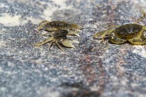 de krabbor på en sten bakgrund. makro skott. foto
