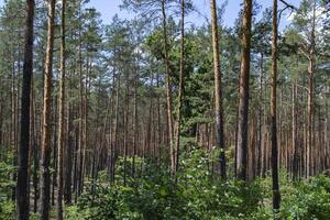 barr- skog landskap på sommar foto