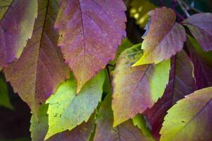 färgrik höst löv. naturlig höst mönster. foto