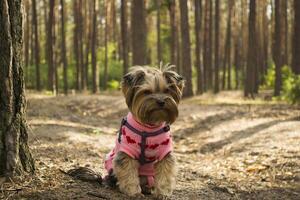 de söt yorkshire terrier gående i de skog. foto