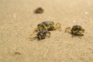 de krabbor på en sand. makro skott. foto