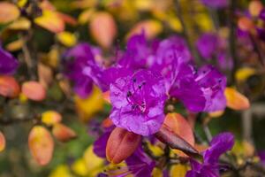 de blomning rhododendron stänga upp. foto