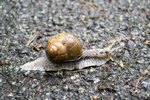 snigel på asfalt efter regn. vild natur stänga upp. foto