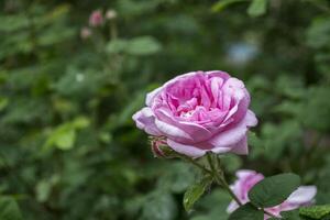 skön blomning te reste sig. makro skott. foto