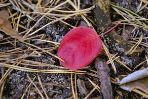 röd blad av falla. skön höst bakgrund. foto