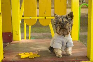 yorkshire terrier i de parkera på höst. söt hund utomhus. foto