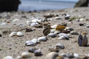 de snäckskal på de sand av de kust. stänga upp. foto