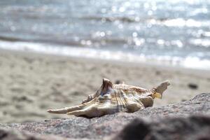 skön snäckskal på de sand av de strand. mollusk skal. foto