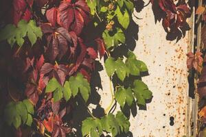 färgrik höst löv. naturlig höst mönster. foto