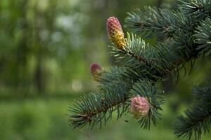 blommande tall på vår. foto