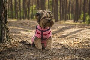 de söt yorkshire terrier gående i de skog. foto