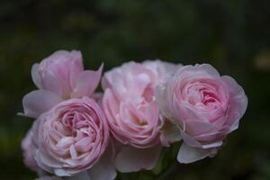 rosa ros i trädgården. foto