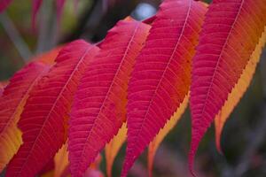 röd löv mönster. röd naturlig textur. foto