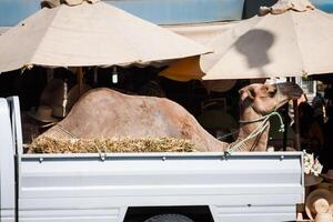 transport av kamel förbi bil i tunisien foto