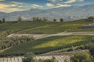 landskap av vingårdarna i den piemontesiska langhe på hösten, under skördeperioden