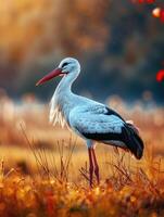 ai genererad vit stork ciconia ciconia de fågel är gående i de äng gryning. foto