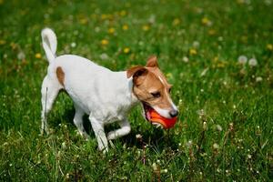 aktiva hund spelar med leksak boll på grön gräs. sällskapsdjur gående i parkera foto