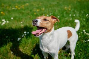 söt hund gående på grön gräs. domkraft russell terrier porträtt utomhus foto