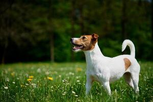 söt hund gående på grön gräs. domkraft russell terrier porträtt utomhus foto