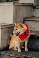 shiba inu hund bär en röd bandana Sammanträde på trappa foto