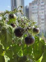 balkong trädgård - inlagd tomater på en balkong i en bostads- lägenhet byggnad foto