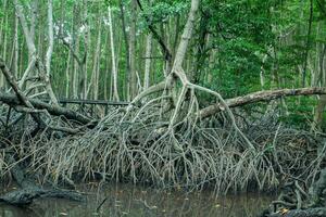 mangrove träd rötter den där växa ovan hav vatten. mangrove fungera som växter den där är kapabel till motstå hav vatten strömmar den där erodera kust landa foto