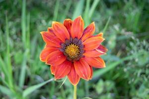 gazania blomma, när jag tog en bild av detta blomma den växer i de highlands av indonesien och jag tog den under de dag foto