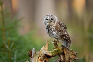 tawny uggla, strix aluco foto