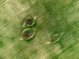 kraft pyloner i grön fält. antenn se på grön vete fält med kraft pyloner i landsbygden. fält av vete blåser i de vind på solnedgång. agronomi, industri och mat produktion. foto