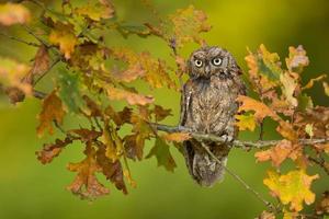 eurasiska scops uggla foto