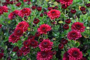 höst röd vinröd krysantemum fleråriga blommor närbild utomhus