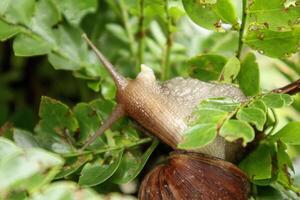 bekicot eller lissachatina fulica är landa sniglar som tillhör till de achatinidae familj. ofta hittades i tropisk områden foto