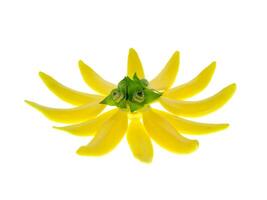 doftande blommor av klättrande ylang ylang foto