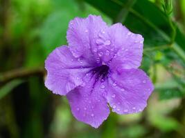 ruellia tuberosa blomma. foto