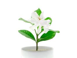 de vit av gardenia jasminoides. foto