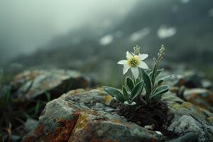 ai genererad edelweiss blommor växande utomhus. mycket sällsynt edelweiss berg blomma. foto