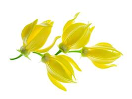 doftande blommor av klättrande ylang ylang foto