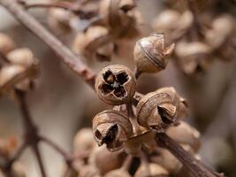 torr frön av eukalyptus träd. foto