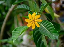 gardenia carinata wallich blomma foto