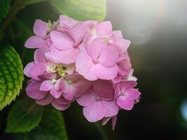 närbild hortensia blomma foto