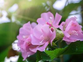 stänga upp av rosa dombeya blomma foto