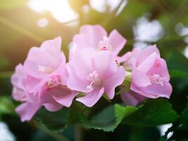 stänga upp av rosa dombeya blomma foto