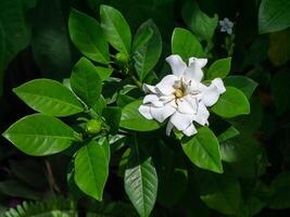 de vit av gardenia jasminoides. foto