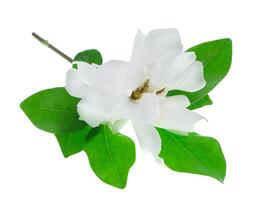 de vit av gardenia jasminoides. foto