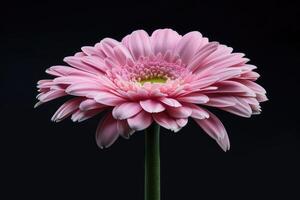 ai genererad skön blomning rosa gerbera daisy blomma på svart bakgrund. foto