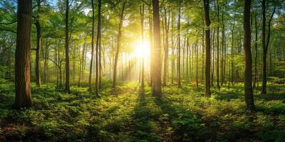 ai genererad skön skog panorama med ljus Sol lysande genom de träd foto